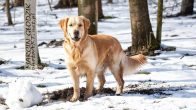 Nazwa pliku=Golden_Retriever01.jpg
Wielkość pliku=189KiB
Rozmiar=1400x788
Data dodania= 21, Luty 2024 Golden_Retriever01.jpg