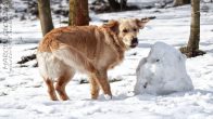 Nazwa pliku=Golden_Retriever07.jpg
Wielkość pliku=178KiB
Rozmiar=1500x844
Data dodania= 21, Luty 2024 Golden_Retriever07.jpg