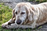 Golden_Retriever10.jpg