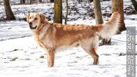 Nazwa pliku=Golden_retriever_06.jpg
Wielkość pliku=177KiB
Rozmiar=1400x787
Data dodania= 21, Luty 2024 Golden_retriever_06.jpg