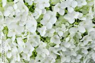HortensjaOgrodowaBiala02.jpg