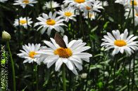 JastrunWlasciwy-LeucanthemumVulgare01.jpg