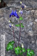 OrlikWachlarzowaty-AquilegiaFlabellata01.jpg