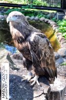 OrzelPrzedni-AquilaChrysaetos01.jpg