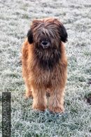 OwczarekFrancuskiBriard01.jpg