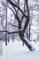 Park_Oborskich_drzewa01.jpg