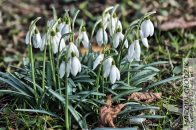 SniezyczkaPrzebisnieg-GalanthusNivalis01.jpg