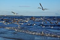 WybrzezeBaltyckiePtaki14.jpg