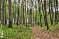 buczyna_150.jpg