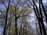 drzewa_09.jpg