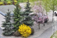 Nazwa pliku=drzewa_61.jpg
Wielkość pliku=355KiB
Rozmiar=1400x933
Data dodania= 28, Luty 2024 drzewa_61.jpg