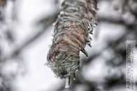 Nazwa pliku=gololedz03.jpg
Wielkość pliku=181KiB
Rozmiar=1400x933
Data dodania= 01, Luty 2024 gololedz03.jpg