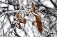 Nazwa pliku=gololedz09.jpg
Wielkość pliku=233KiB
Rozmiar=1400x933
Data dodania= 07, Luty 2024 gololedz09.jpg