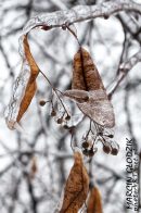 Nazwa pliku=gololedz40.jpg
Wielkość pliku=161KiB
Rozmiar=933x1400
Data dodania= 20, Luty 2024 gololedz40.jpg