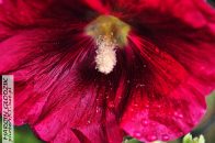 hibiskus_bagienny01.jpg