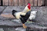 kogut_Trzemesnia01.jpg