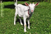 kozaDomowa-CapraHircus01.jpg