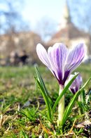 krokusmieszany03.jpg