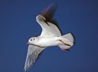 mewa_srebrzysta_11.jpg