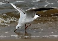 mewa_srebrzysta_12.jpg