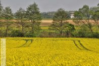 pole_rzepakuBalice01.jpg