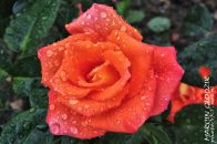 rozaPomaranczowa01.jpg