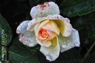roza_09.jpg