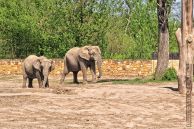 slonieafrykanskie01.jpg