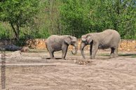 slonieafrykanskie02.jpg