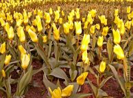 tulipan_10.jpg