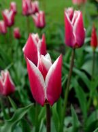 tulipan_14.jpg