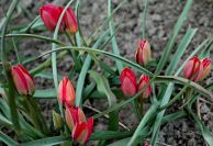 tulipan_18.jpg