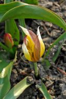 tulipan_28.jpg