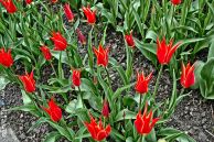 tulipan_35.jpg