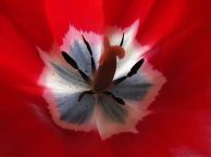 tulipan_mak_00.jpg